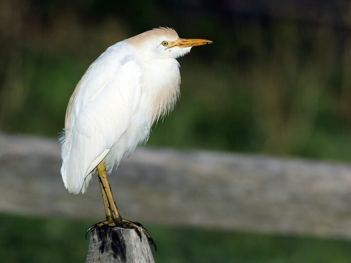 Similar Species to Snowy Egret, All About Birds, Cornell Lab of Ornithology