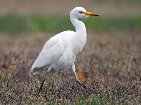 Cattle Egret Identification, All About Birds, Cornell Lab of Ornithology