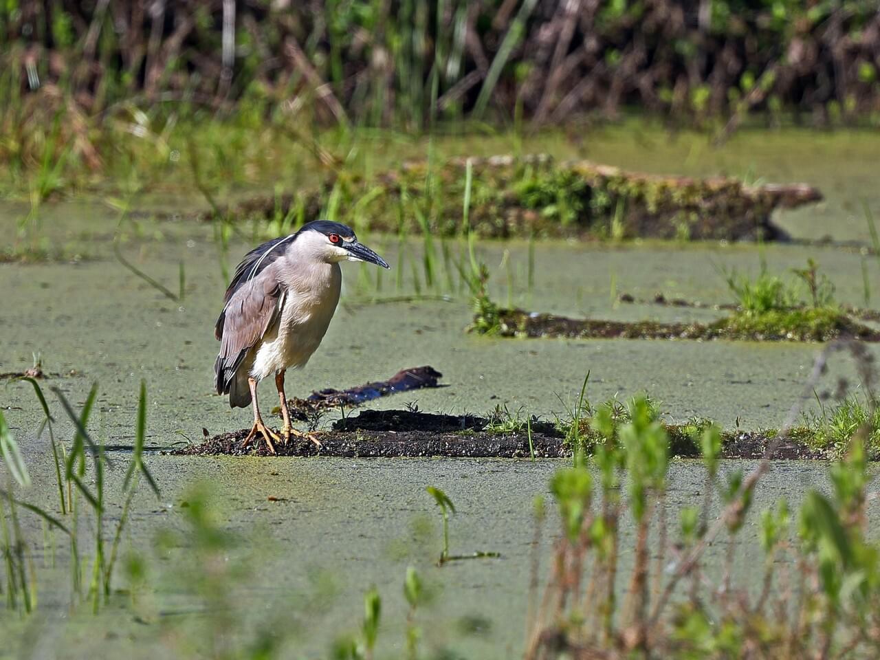 Black-crowned Night-Heron