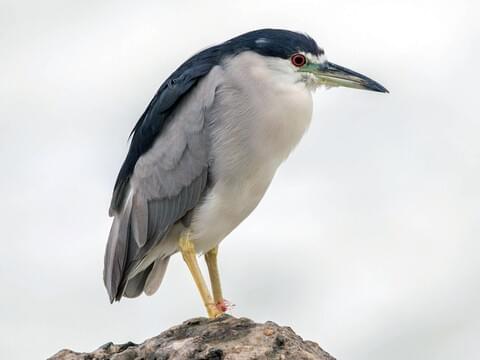Black-crowned Night-Heron Identification, All About Birds, Cornell Lab of Ornithology
