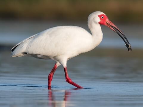 White Ibis Adult