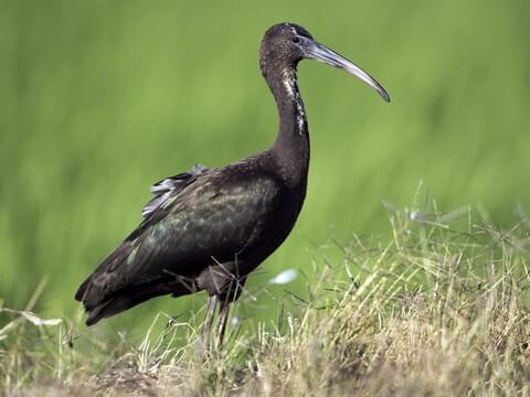 Glossy Ibis Identification, All About Birds, Cornell Lab of