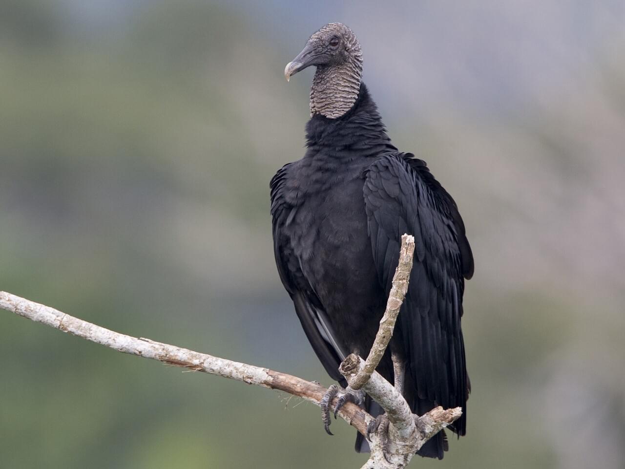 Gallinazo Cabecinegro