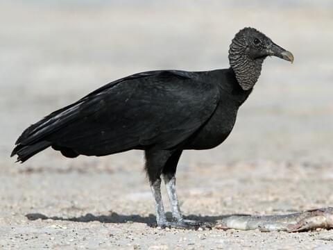 Black Vulture Identification All About Birds Cornell Lab Of Ornithology,Porcini Mushrooms Near Me