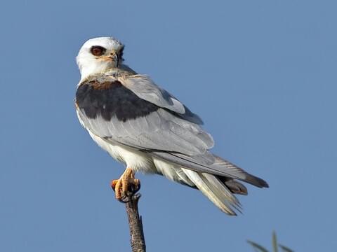 White-tailed Kite Identification, All About Birds, Cornell Lab of Ornithology