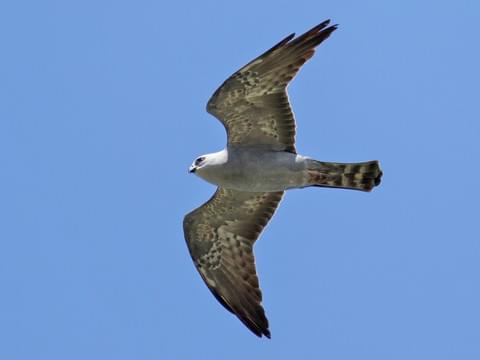 Mississippi Kite Identification, All About Birds, Cornell Lab of Ornithology