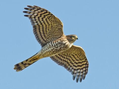 Sharp Shinned Hawk Identification All About Birds Cornell