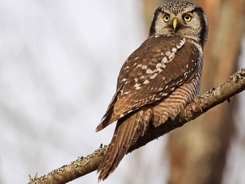 Northern Hawk Owl Identification, All About Birds, Cornell Lab of Ornithology