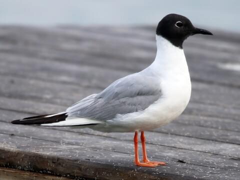 Image result for bonaparte's gull