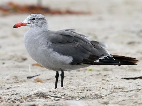 Heermann's Gull Identification, All About Birds, Cornell Lab of