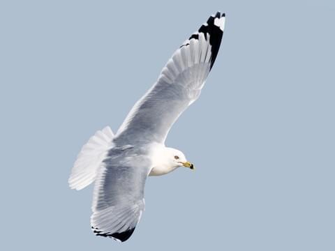 Ring Billed Gull Identification All About Birds Cornell Lab Of