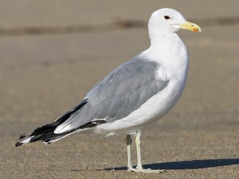 California Gull Identification, All About Birds, Cornell Lab of Ornithology