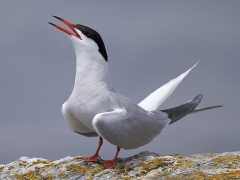 Common Tern Identification, All About Birds, Cornell Lab of ...