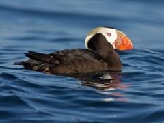 Tufted Puffin, Online Learning Center