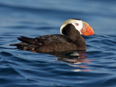 Tufted Puffin Facts — SeaDoc Society