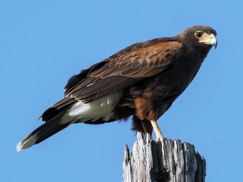 Harris's Hawk Identification, All About Birds, Cornell Lab of Ornithology