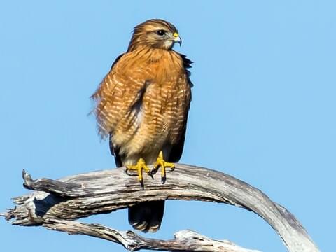 Image result for red shouldered hawk juvenile