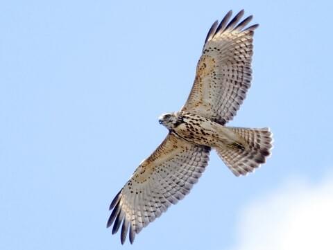 Red-shouldered Hawk Photo Raptor Bird Photography Birds of 