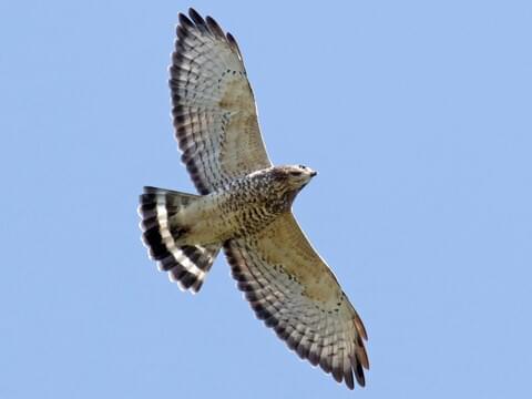 Broad-winged Hawk