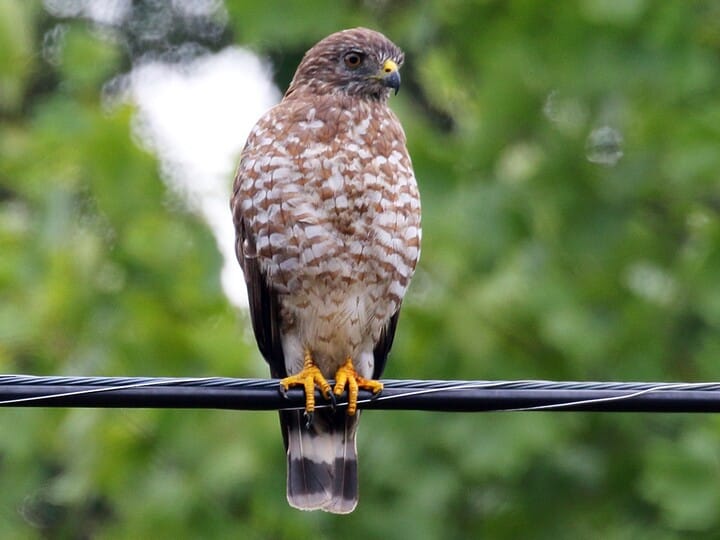 Also learn about Red-Shouldered Hawk vs. Cooper's Hawk: A Birdwatcher's ...