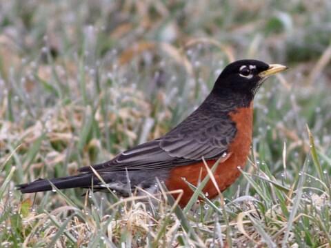 American Robin Identification, All About Birds, Cornell Lab of Ornithology