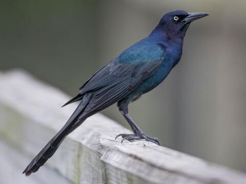 Boat-tailed Grackle Identification, All About Birds, Cornell Lab of  Ornithology