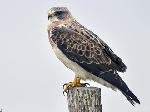 Swainson's Hawk Identification, All About Birds, Cornell Lab of Ornithology