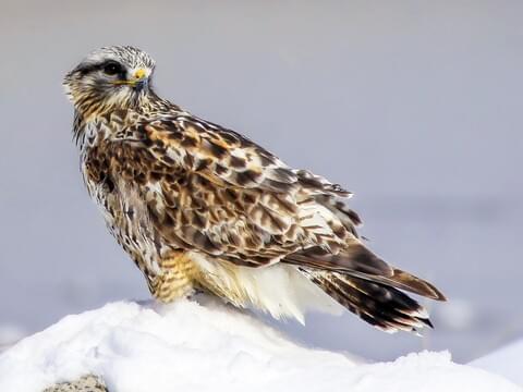 Rough-legged Hawk Identification, All About Birds, Cornell Lab of 