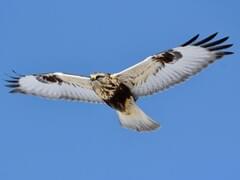 Rough-legged Hawk Overview, All About Birds, Cornell Lab of 