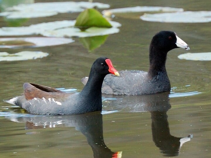 Species to Coot, All About Birds, Cornell Lab of Ornithology