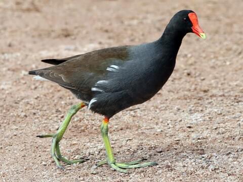 Common Gallinule Identification, All About Birds, Cornell Lab of Ornithology