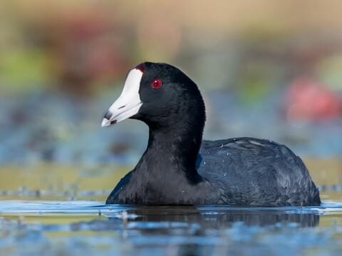 American Coot Identification, All About Birds, Cornell Lab Ornithology