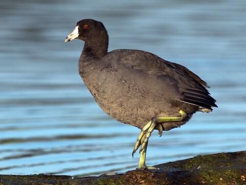American Coot Identification, All About Birds, Cornell Lab of Ornithology