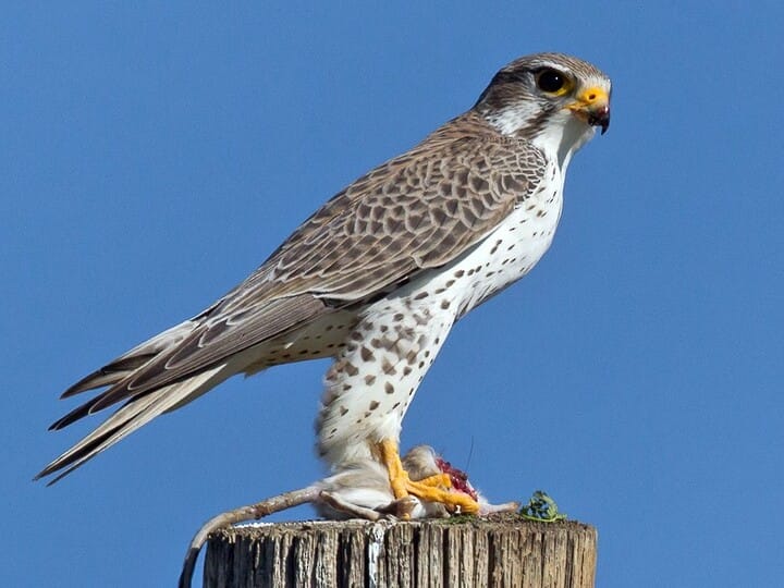 Similar Species to Peregrine Falcon, All About Birds, Cornell Lab of  Ornithology