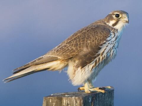 Prairie Falcon Immature