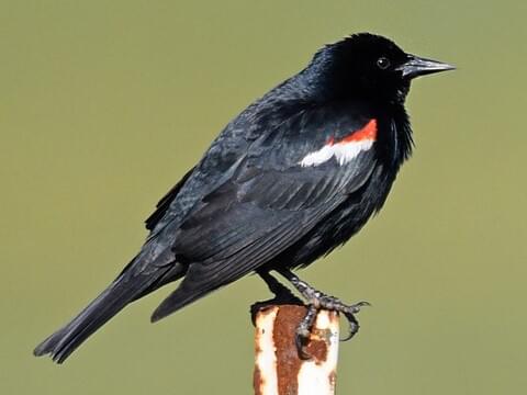 Tricolored Blackbird Identification, All About Birds, Cornell Lab