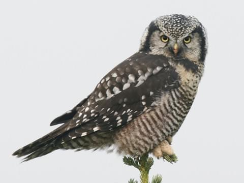 Northern Hawk Owl Identification, All About Birds, Cornell Lab of  Ornithology
