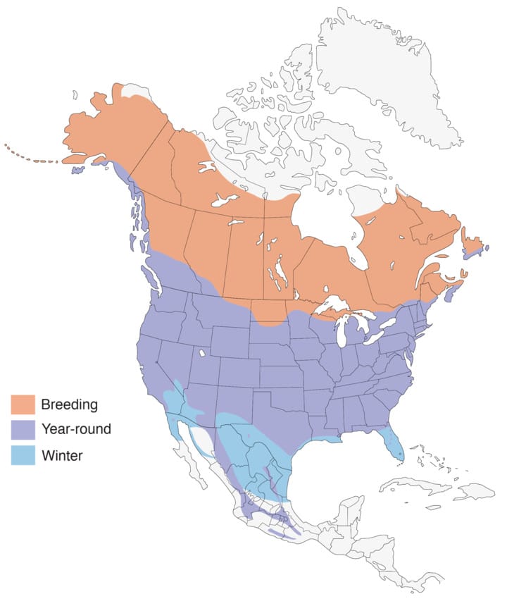 American Robin Overview, All About Birds, Cornell Lab of Ornithology