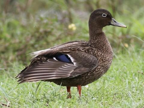 Hawaiian Duck Male