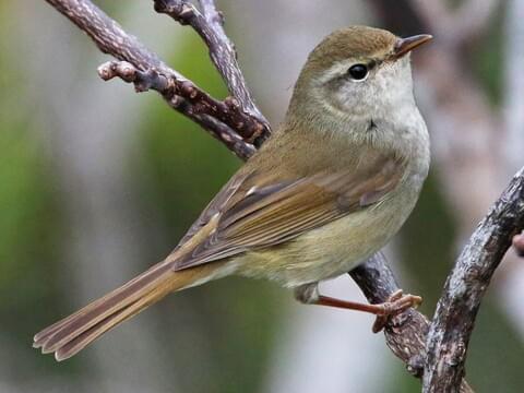 Japanese Bush Warbler 