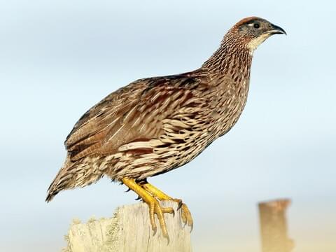 Erckel's Spurfowl 