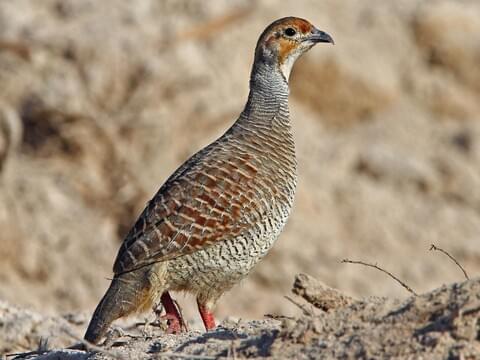 Gray Francolin 