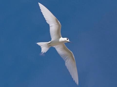 Blue-billed White-Tern Adult