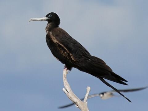 Great Frigatebird Identification, All About Birds, Cornell Lab of
