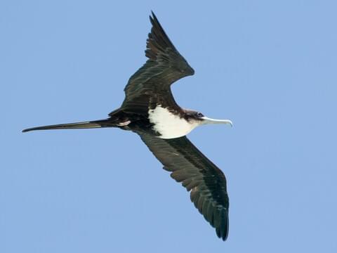 Great Frigatebird Identification, All About Birds, Cornell Lab of