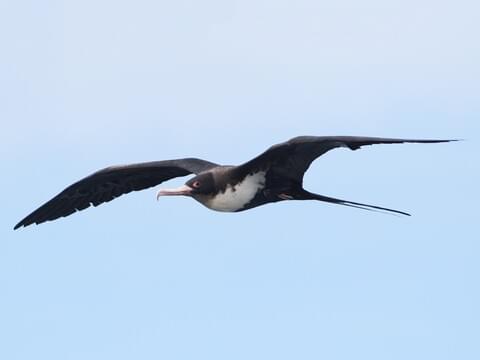 Great Frigatebird Identification, All About Birds, Cornell Lab of