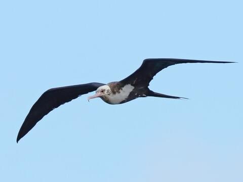 Great Frigatebird Identification, All About Birds, Cornell Lab of