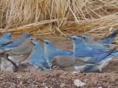 Mountain Bluebird Overview, All About Birds, Cornell Lab of