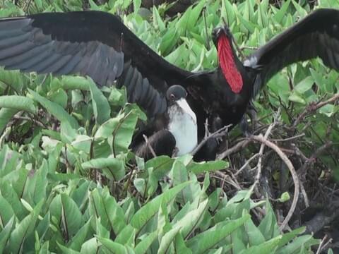 Great Frigatebird Identification, All About Birds, Cornell Lab of