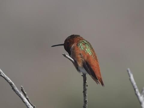 Allen's Hummingbird Identification, All About Birds, Cornell Lab